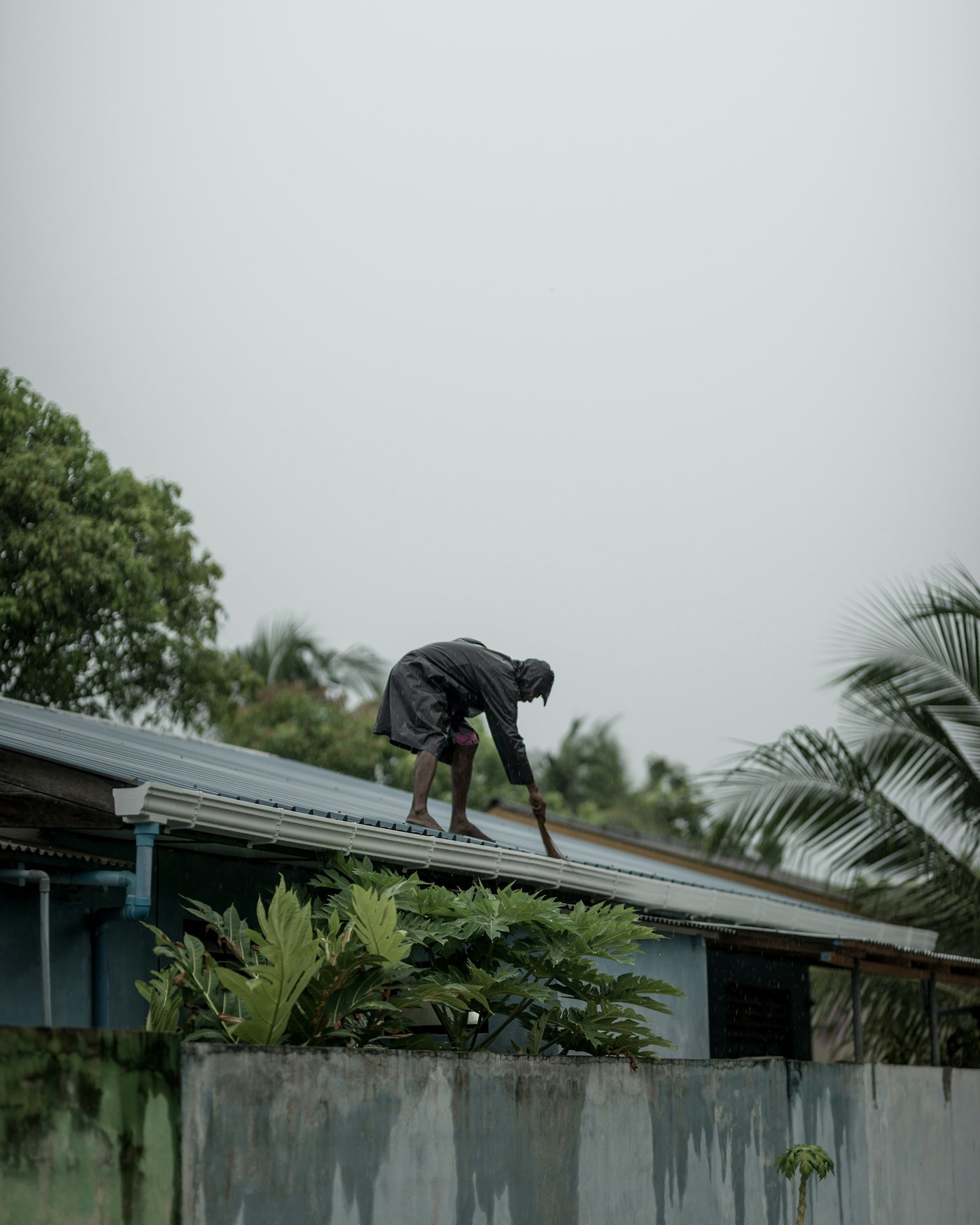 Working on a residential roof beside a palm tree